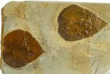 Wide Plate with Two Fossil Leaves (Two Species) - Montana #331821-2